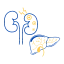 Disorders of Liver and Kidney